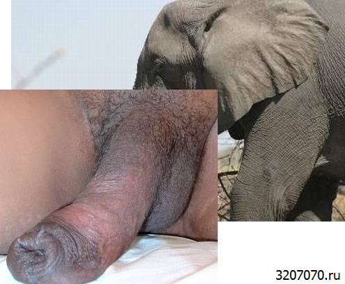 Порно Китай Со Слоном